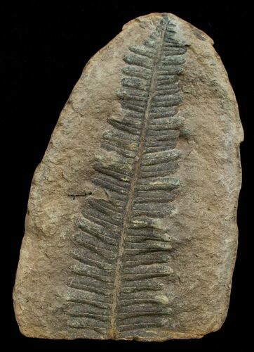 Million Year Old Fern Fossil - #5731